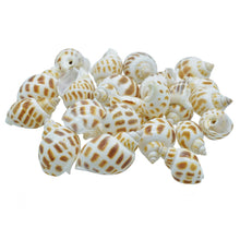 Load image into Gallery viewer, Shells Small Forigen Puta Muttai 50GM