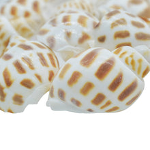 Load image into Gallery viewer, Shells Small Forigen Puta Muttai 50GM