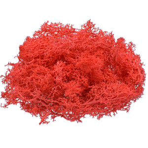 Reindeer Moss 20 Grms