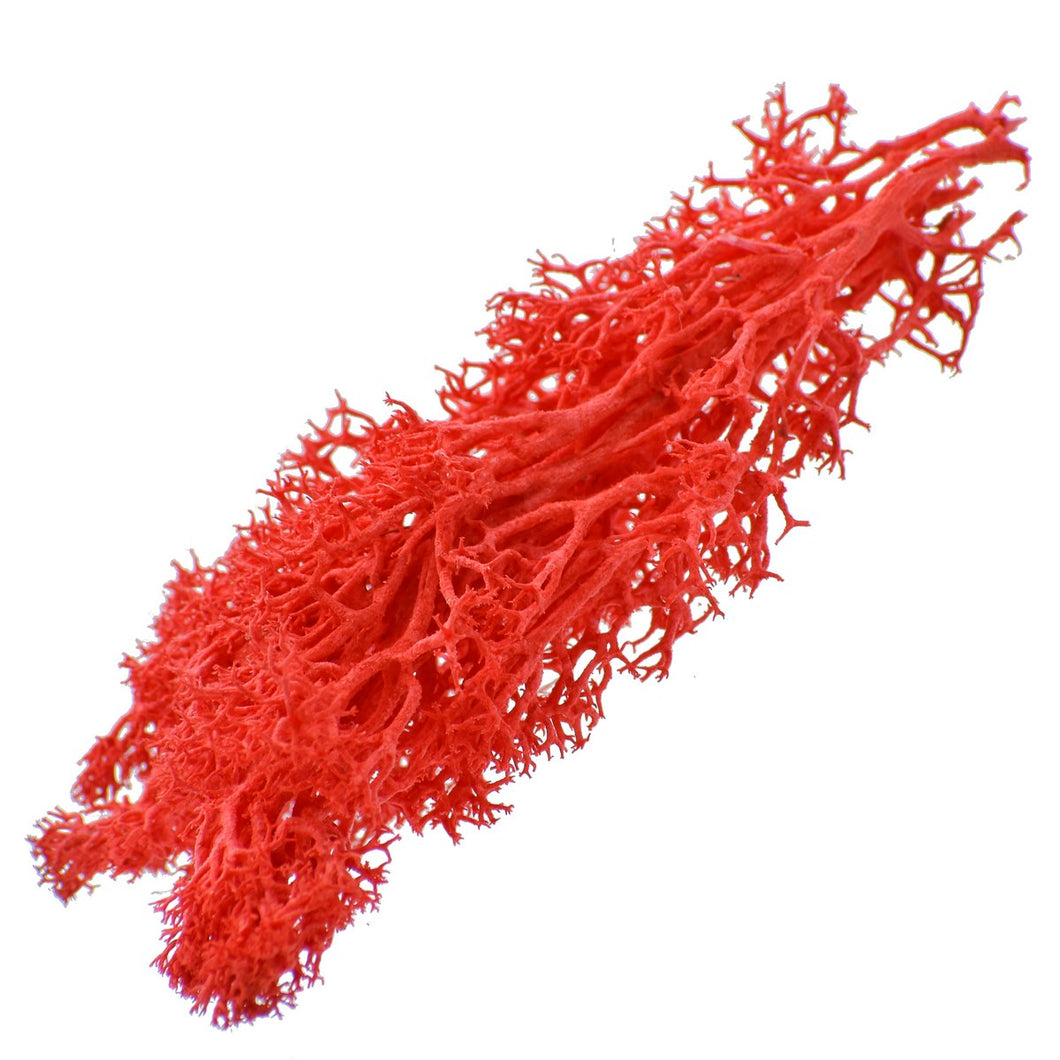 Reindeer Moss 20 Grms