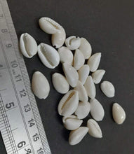 Load image into Gallery viewer, White (Safed) Cowrie / Koudi Shells (Big)/ Chozi Hobbies
