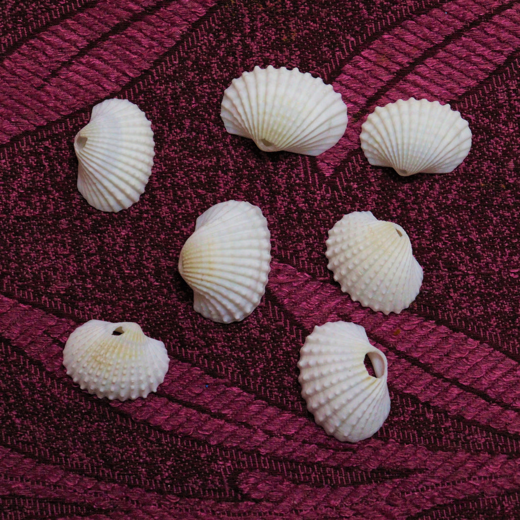 Sea Shells 20 Grams Pack