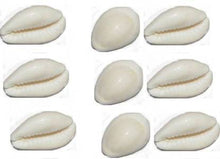Load image into Gallery viewer, White (Safed) Cowrie / Koudi Shells (Big)/ Chozi Hobbies
