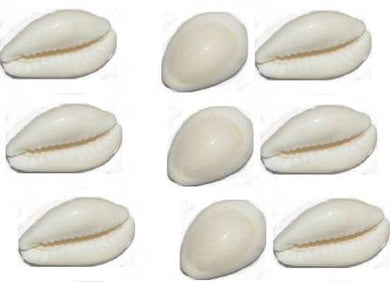 White (Safed) Cowrie / Koudi Shells (Big)/ Chozi Hobbies