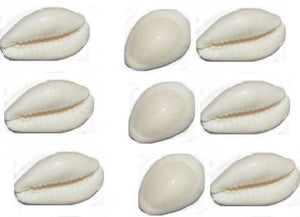 White (Safed) Cowrie / Koudi Shells (Big)/ Chozi Hobbies