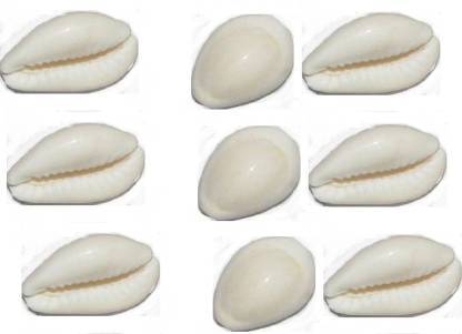 White (Safed) Cowrie / Koudi Shells (Big)/ Chozi Hobbies