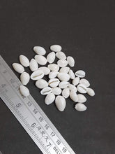 Load image into Gallery viewer, White (Safed) Cowrie / Koudi Shells (Small)/ Chozi Hobbies
